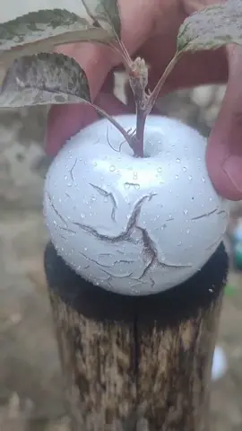 OMG 😱 white apple?😋🤤#uk #usa #fruit #asmr