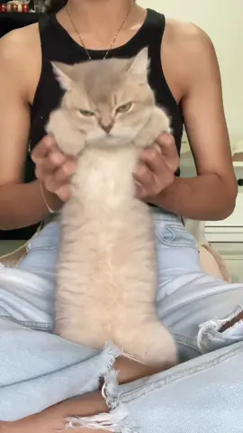 อ้ายมีบ่อ้าย ขอเติมแน้ 🥴 #เพจน้องเตี้ย #ช่องยูทูปน้องเตี้ย #ทาสแมว #สวนสัตว์tiktok #สัตว์เลี้ยงขาแดนซ์ #บริติชช็อตแฮร์ 