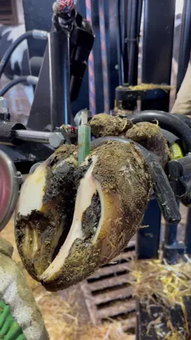 Lots of rocks causing problems… #natethehoofguy #cowtok #farmlife #satisfying #addicted #hoofcleaning #hooftrimmingcows #helpinganimals 