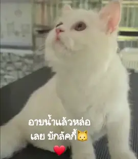 #บักลัคกี้ #แมวน่ารัก #แมวตลก #แมวตัวโปรด #แมวน้อย #แมวอ้วน #ทาสแมว #แมวดื้อ 