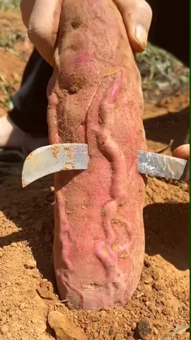 😱#viral #fruit #satisfying #asmr #LearnOnTikTok #oddlysatisfying #asmrvideo #satisfaction #wow #ideatimes #foryou #fypシ 