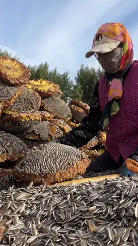 Sunflower seeds ✨ #sunflower #agriculture 
