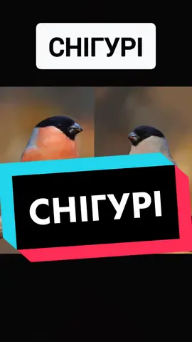 #снігурі #самец #самка #lgbt 