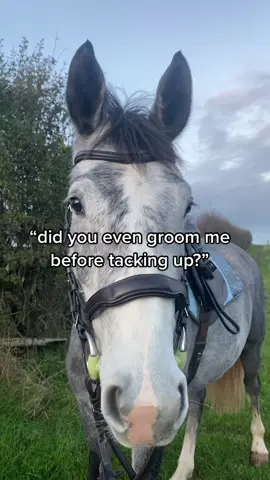 brush under saddle area and pick out hooves, done😎 #horse #horsetok #StopScammerTime #FlexEveryAngle #StemDrop001 #horsesoftiktok #DidYouYawn #horsebackriding #equestriansoftiktok #horseriding #horsegirl #equestrianstyle #equine #equestrian #horsesontiktok #equestrianlife 