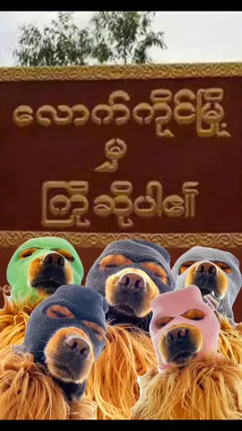 #ေလာက္ကိုင္ၿမိဳ႕ #foryou #foryoupage #dog#memes #funny #fyp 