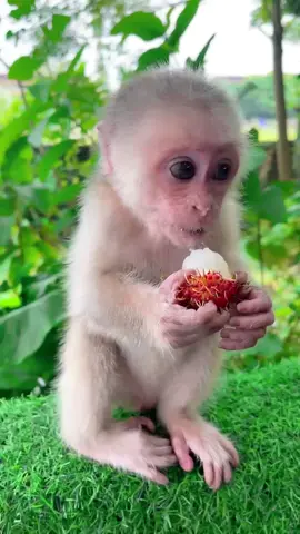 กินเงาะยังไงให้น่ารักขนาดนี้ #เจ้าลิงน้อยแสนซน #ลิงน้อย #ลิงน่ารัก #ลิงน้อย🙈 #ลิง #น่ารัก #น่ารักเกิ๊นนน #เงาะ 