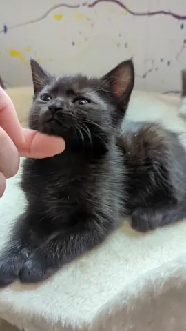let's give all the #fosterkittens a pat this morning and #rollcall to help tell them apart. #vokra #foster #kittens #dailyupdates #kittenroom 