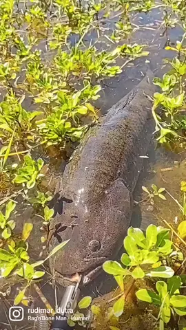 Mais uma 60 Up Hoplias Malabaricus. #traira🐟 #hopliasmalabaricus #pesquefotografeesolte #fishtv #traira #peixe #trairao #pescado #malabaricusfishing #malabaricus #pescaesportiva #pesqueesolte #fishing #monsterfishing #fishtok 