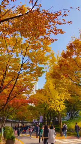 Autumn is in the air! 🍁🍂 #fall #foliage #fallinseoul #tiktoktravel #tlog #seoul #visitseoul #seoullife #korea #seoultravel #travel #traveltiktok