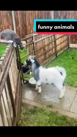 The best funny animal videos compilation of the 2022.try not to laugh 🤣 #fyp #foryoupage #foryou #comedy #funny #animals 