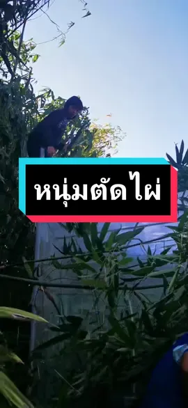 ตัดกิ่งไผ่ซะหน่อย คลุมโรงเรือน จนผักไม่ได้แสง ไม่โตเลยจ้า #ขออภัยถ้าเสียงร้องดังเกินไป5555ฉันตกใจ  😂😂  #เกษตรพลัส #โรงเรือนปลูกผัก #fyp #fypシ 