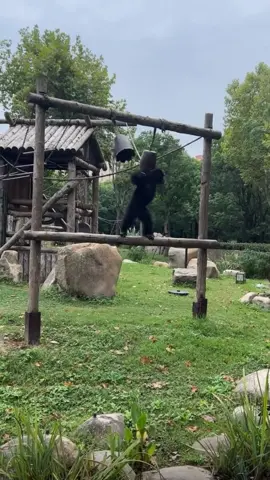 why this gorilla so angry?