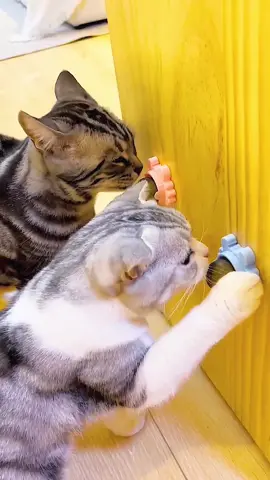 Irresistible Catnip Balls.#cat#pet#pettoy#catfood #catnip #catmint #cleanteeth #catcleanteeth #cute#catlover#foryou#fyp