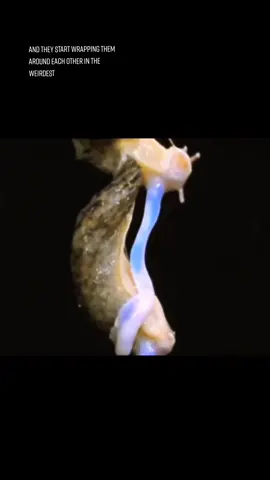 I see these guys all the time here too #bugs #slug #giantleopardslug  #coolbugs #weird #hermaphrodite #natureismetal #insects #alien 