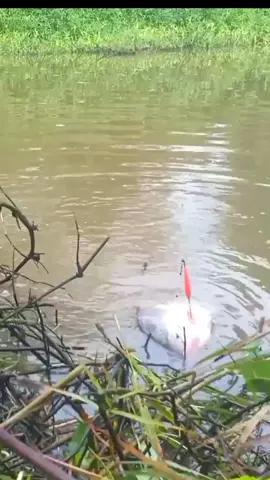 #mancing#niliar#babonnila#ikannila#nilaliar#pacetrowo