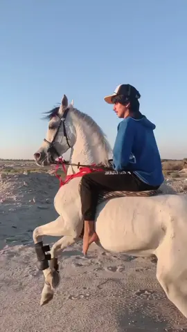 #اكسبلور وشاح#خيل 
