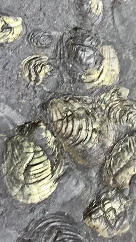 Here’s a huge slab of crushed pyratised shell fossils that we found on a recent afternoon hunt, the shell fossils are so delicate and will soon be worn away by natural erosion. A naturally formed picture of a forgotten time soon to be gone forever. If you would like a fossil similar to this or to crack open some of your own Jurassic rocks please message us directly or visit our website Yorkshirefossils.NET 🦕🦖 Thanks in advance for supporting the page #natural #nature #fossil #fossils #ancient #animals #art #ammonite #ammonites #dinosaur #scientist  #minerals #paleontology #whitby #geologist #dorset #geology #charmouth #jurassic #yorkshire