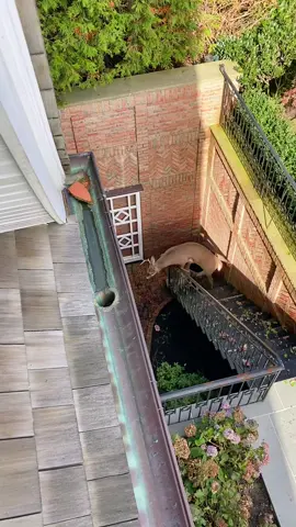 Wild deer rescue #fyp #deer #animallover #deerseason #wildlife #epic #foryoupage #holymoly 