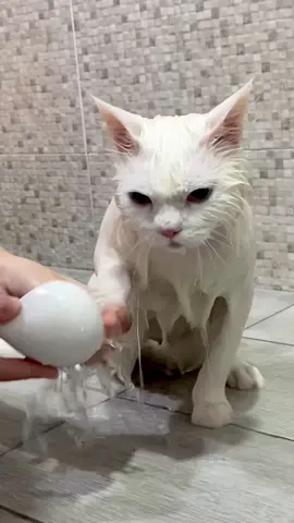 เรื่องอาบน้ำไว้ใจป๋ม ☺️ #แมว #แมวอาบน้ํา #catshower #catgrooming #cat #fypシ 