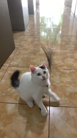 🐈 #fyp #fypシ #cat #lucu #gemoy #catlover #StaycationHematChallenge 