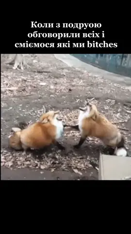 #подруги #плітки #хочуврек #лисиці #смішно #комедія #гумор
