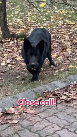 Tällaisen tapahtuman kuvaaja altistaa itsensä vaaralle  #discgolf #fyp #foryoupage #fypシ #foryou #dog #dogsoftiktok #dogattacks #koira #koirasuomi #lola #satisfying 
