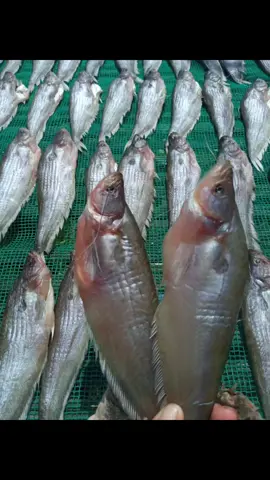 Khô cá trèn Lấy khô cá trèn ngâm với nước ấm, sau đó để cá thật ráo rồi thả vào chảo dầu đang sôi, chiên đến khi cá chín vàng, giòn vớt ra để vào giấy thấm dầu rồi thưởng thức. Làm nước mắm tỏi ớt để chấm cùng. 🥕430k/kg📱0788742989
