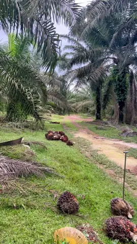 boleh laa penat sikit 😎 #genglorisawit #seluarkerja #seluar6poket 