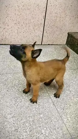 #dog #pet #puppy #belgianmalinois #malinois #workdog #dogsoftiktok #amazing #tiktok #DogTraining #fyp #workingdog #dogclimbing #fyp 