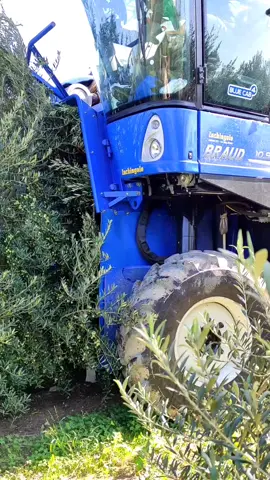Partnership con Oleaplant® per la vendita al dettaglio delle piantine di ulivo varietà Arbequina, Arbosana, Koroneiki. Esperti in olivicoltura superintensiva! Per l'acquisto delle piantine contatta Le Magie della Terra. #lemagiedellaterra #oleaplant #ulivo #piantinediulivo #gioiadelcolle #castellaneta #puglia #natura #agricoltura #olivicoltura #olio #produzioneolio #prodottitipici #trattore #food #beverage #imprenditore 