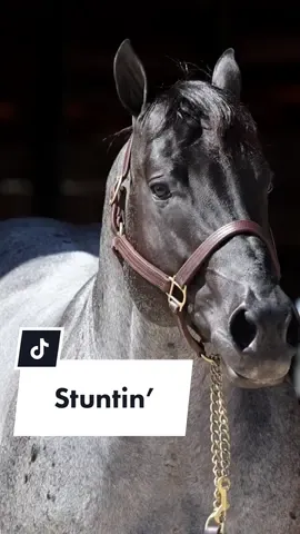 Straight Stuntin’ 🔹 #hashtags #stallion #blueroan #horsesoftiktok #equine #horse #bluehorse #stud #stuntin 📷: @eliteequinepromotions 