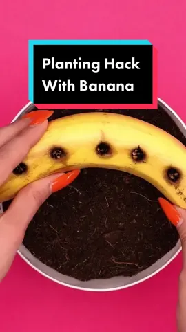 Easy planting hack with banana! 🍌 #planting #banana #gardening #hack #LearnOnTikTok 