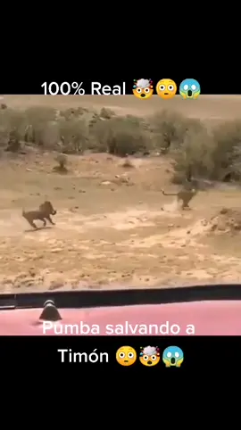 #TimónyPumba