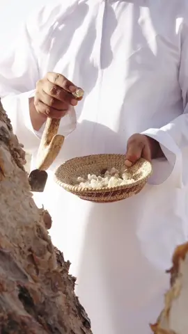 Harvesting Frankincense remains at the heart of Amouage and even to this day it is done by local harvesters; known also as Desert Tears, the precious resin of Boswellia Sacra tree in the Dhofar region of Oman is as ancient as time, and Omani Frankincense is vital to almost all Amouage creations - its citric, spicy and smoky facets create an everlasting aura that is signature, potent and precious.   #Oman #Frankincense #Dhofar #Salalah #Muscat #Fragrance #Perfume #Amouage #AmouagePerfume #AmouagePerfumes #Incense #NichePerfume 