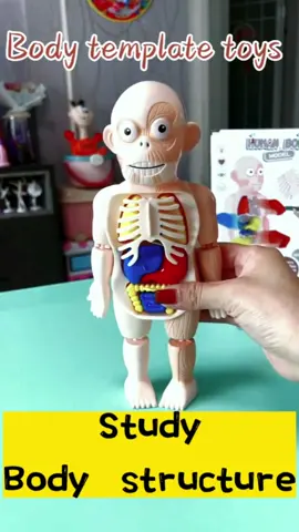 #for you#tiktok#fyp#body template toys#children#Love#toys