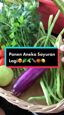 Panen panen lagi di kebun atap rumah🥰🥒🥬🍋🍅🍆  #panen #panensayur #panenbuah #harvest #berkebun #berkebundirumahaja #fypシ゚viral #StaycationHematChallenge #fyp 