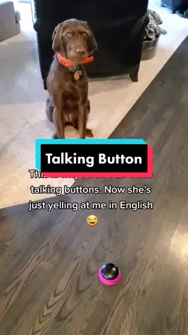 #huntingdog #birddog #pudelpointer #tesstok #tiktoktess #talkingdog