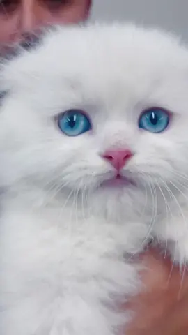 ❤️‍🔥 #scottish #scottishtiktok #scottishfold #kitten #catlover #catlove #cats #kittensoftiktok #kittens #catlovers #viral #vialvideo #viralvideos #explore #explorepage #fyp #fypp #foryoupage #fypage #trend #lebanon #saudiarabia #dubai #white #whitekitten #blueeyes 