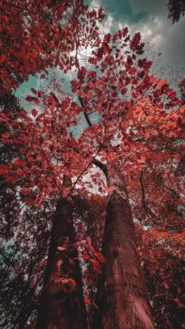 #herbst #autumn #fallroadtrip #herbstbilder #fotovirtual #mobilphotography #iphonephotographytricks #lightroomediting #photographer #fyp #viral #fypシ #foryoupage #viralvideo #الكسبلوررررررررر #فوتوغرافي #تساقط_اوراق_الشجر #فصل_الخريف #ستوريات_حزين #فصل_الخريف #ستوريات_حب #تصوريري 