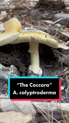 Coccora are big yellow Amanitas that fruit commonly in fall-winter on the west coast under mixed hardwoods and conifers. Beginners should avoid collecting Amanitas because there are deadly toxic types that can unalive you. This particular species is edible, but has a fishy flavor that I’m not fond of. It can be differentiated from toxic Deathcaps by paying attention to the morphological features I highlight in this video (cap, stem, annulus, volva, color). #mushroomedu #mushroomeducation #LearnOnTikTok #TikTokTaughtMe #mycology #fungi #coccora #mushroomidentification #mushtok #natureeducation #mushroomforaging #mushroomhunter #wildmushrooms 