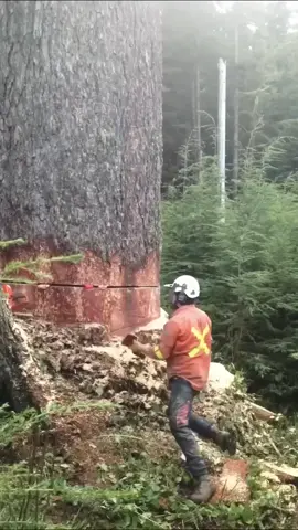 #cutwood  #forest #trees #factor #man #fall #woodpecker This man managed to chop down a #gianttrees #generalshermantree  with a cleaver and his ideas