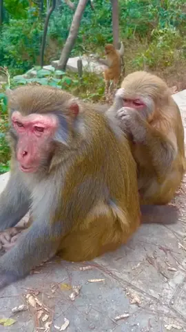 Baby monkey catches bugs for mother monkey 🐒#monkey #fun #cute #animal
