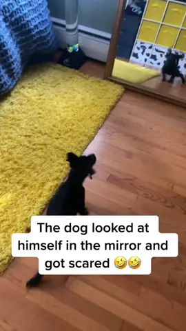 I think I found my new best friend!! ❤️🐶 #cute #labthings #funny 