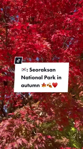 Autumn is MY season… 🥹🍁 everything was so beautiful; I’ll never forget this 🥲 I wanna chase autumn leaves forever 😫 #korea #travel #nationalpark #seoraksan #seoraksannationalpark #설악산국립공원 #설악산 #autumn #fall #koreatravel #autumnleaves #traveltiktok #nature #trees #korearecommendations #sokcho #gangwondo #gangwon 