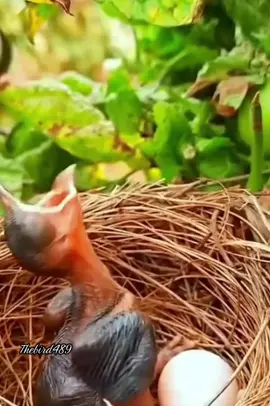 Beautiful bird every single day#beautifulbirds#nature #animal #wildlife #bird #naturetiktok #tiktok #fyp #fypシ #fypage #fypシ゚viral #foryoupage #respect #responder #usa_tiktok #cute birds videos #birds singing #nature birds #waking up to birds @the birds beautiful @the birds beautiful @the birds beautiful 