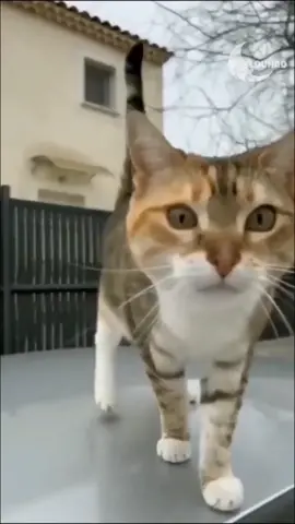 #meme #cat #absurdhumor #shitpost 