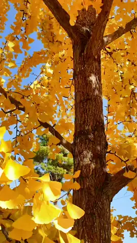 가을의 색 #tlog #파트너크리에이터 #틱톡여행 #트로그 #southkorea #대한민국 #한국 #코리아 #korea #autumn #가을시즌 #가을 #traveltiktok #annyeongajeossi #daegu #대구여행 #대구 