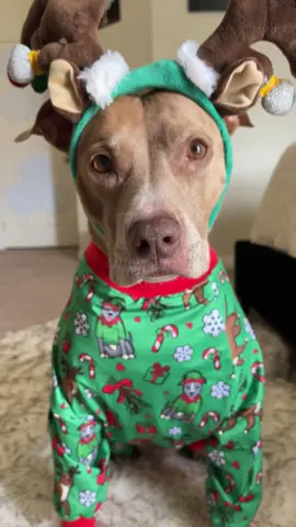 @toothandhoney xmas jammies out now!! Use thepits10 to save! 🎄❤️ #zoomies #christmas #dogpajamas #pitties #cutenessoverloaded #foryou 