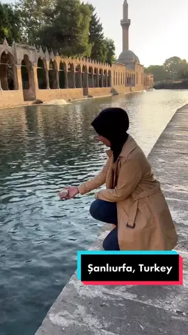 من أحد أشهر وأهم معالم أورفا؛ جامع ابراهيم الخليل وبحيرة الاسماك أورفا من المدن اللي لها أهمية دينية بتركيا لان حسب الروايات والمؤرخين ولادة العديد من الانبياء أو حياتهم كانت هنا منهم؛ النبي ابراهيم وأيوب ويعقوب   كنتوا تعرفون قصة هذا المكان؟ 🌸 #اورفا #شانلي_اورفا #تركيا #اكسبلور #urfa #şanlıurfa #turkey #türkiye🇹🇷 #türkiye #explore 