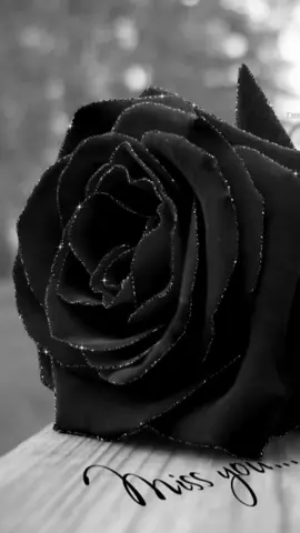 #CapCut گوڵی ڕەش😍😢💔🖤🥀